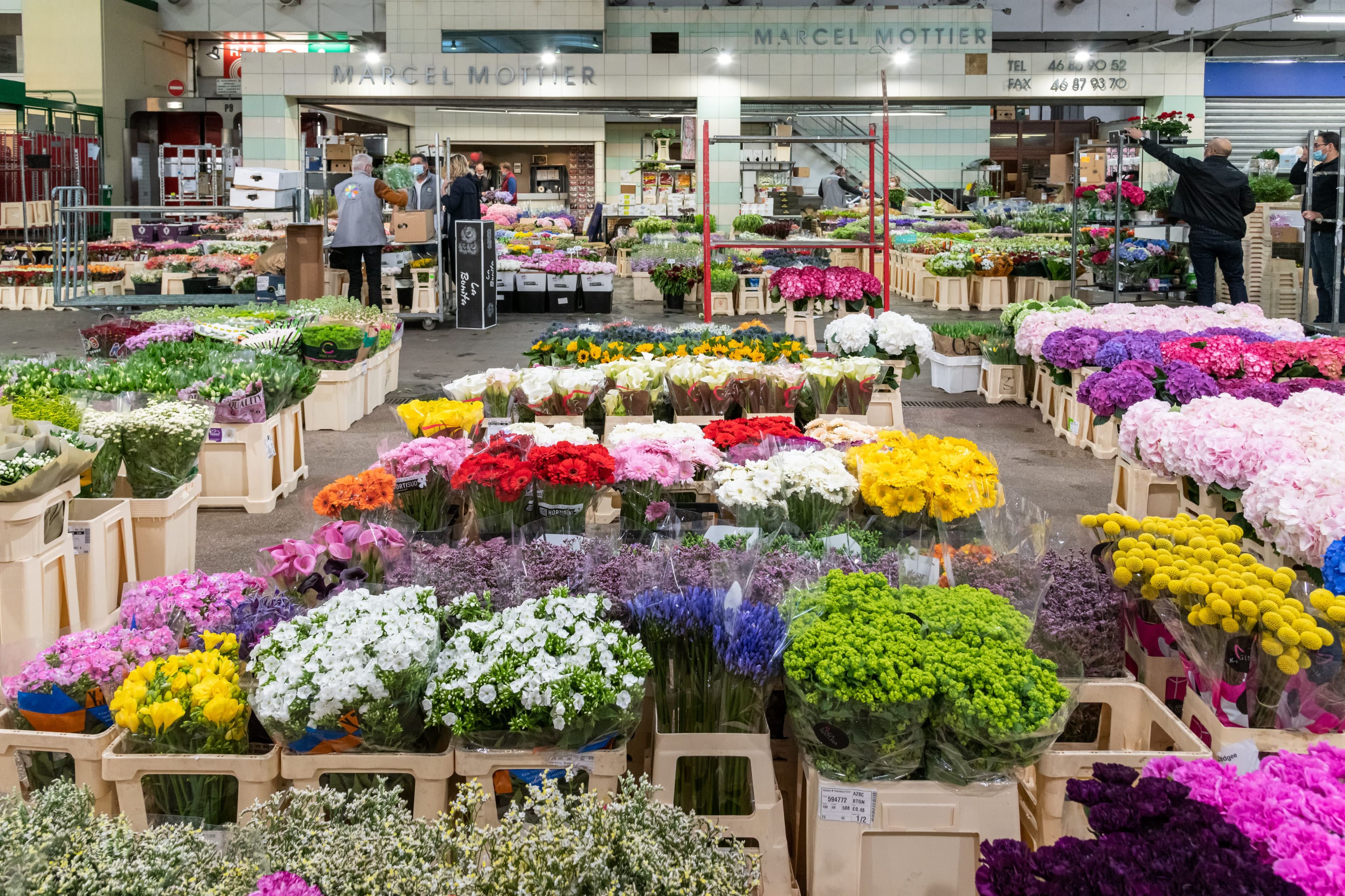 Marche_Rungis_fleurs_multicolores_3