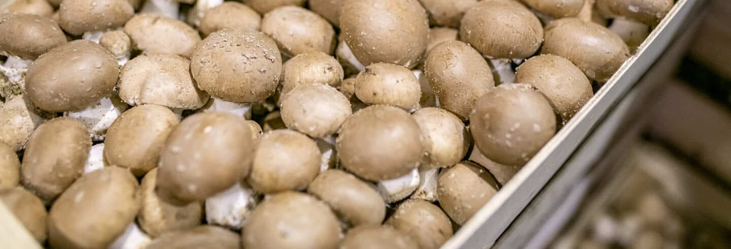 Rungis_legumes_champignons_2