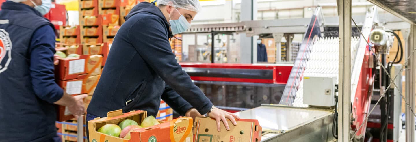 Préparateurs de commande qui vident des palettes de fruits dans un entrepôt du Marché de Rungis