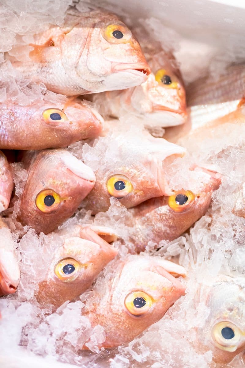 produit-mer-poisson-rungis