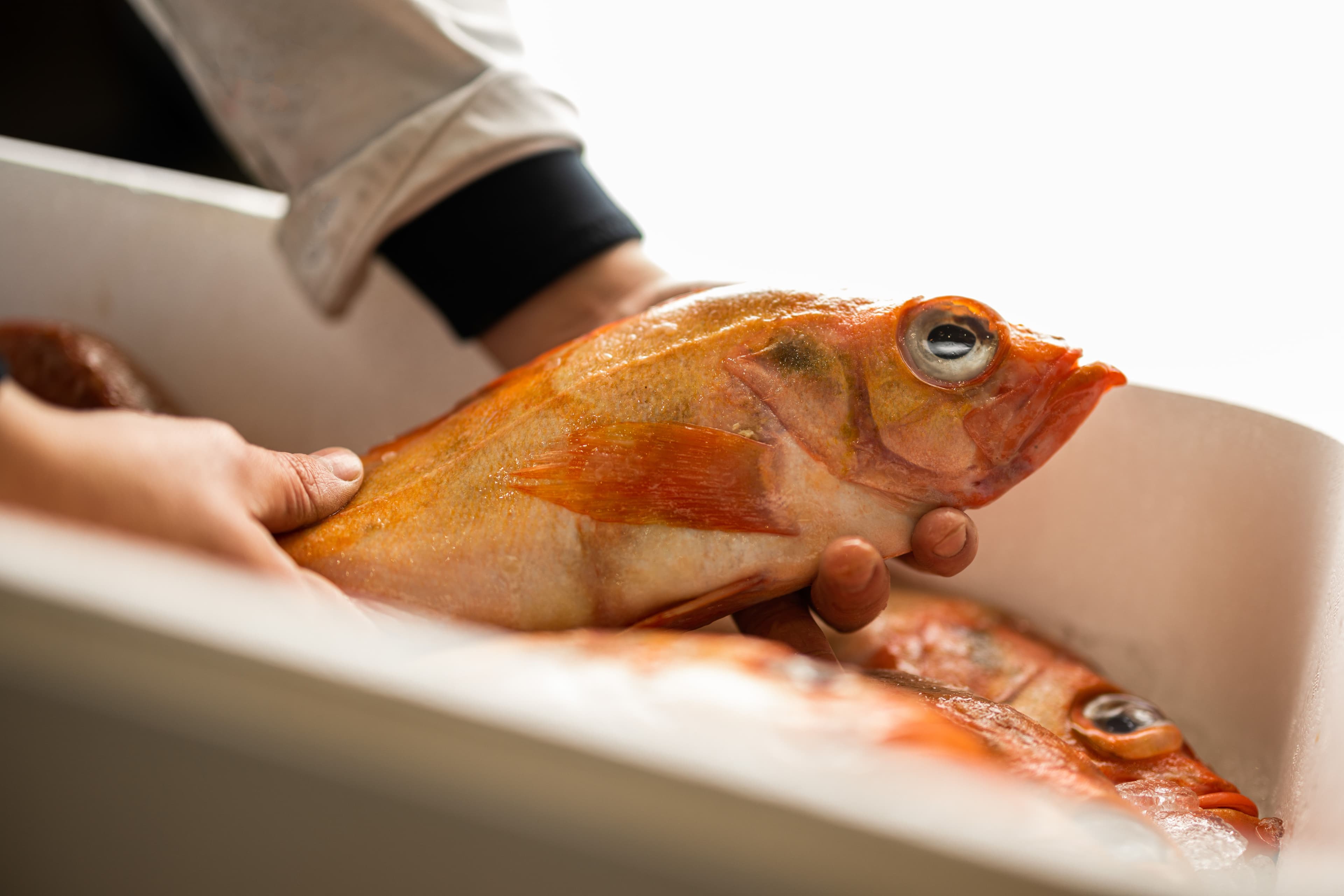 produit-mer-poissonblanc-rungis