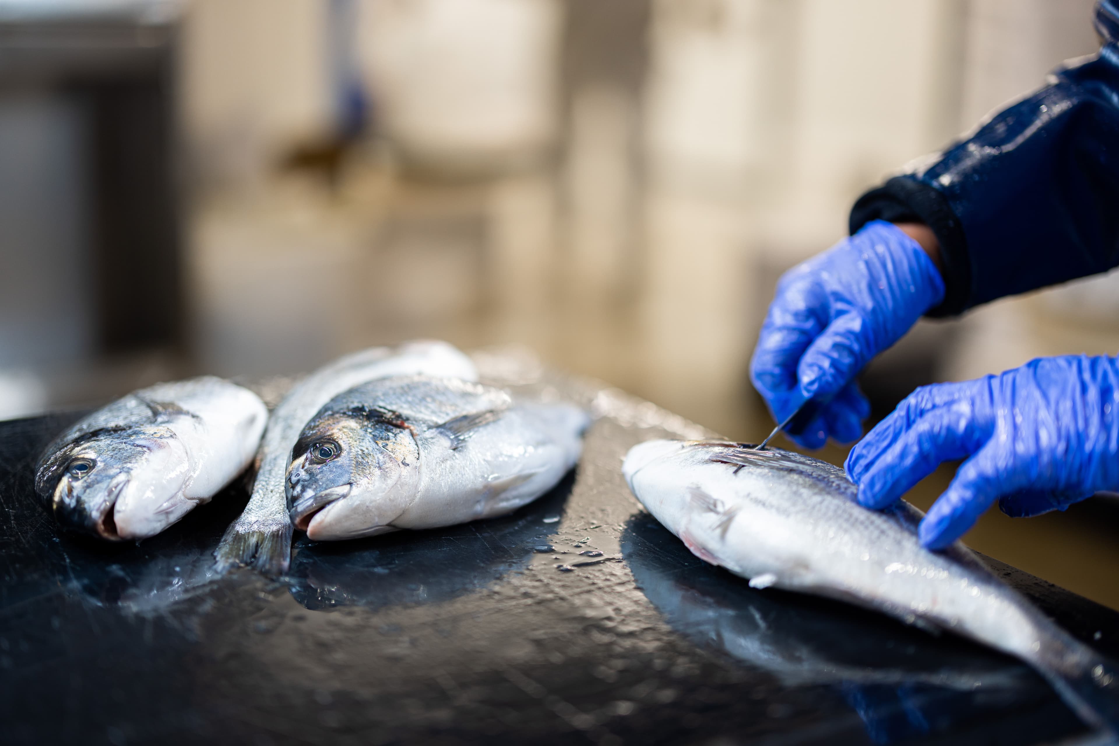 produit-mer-poissonbleu-rungis