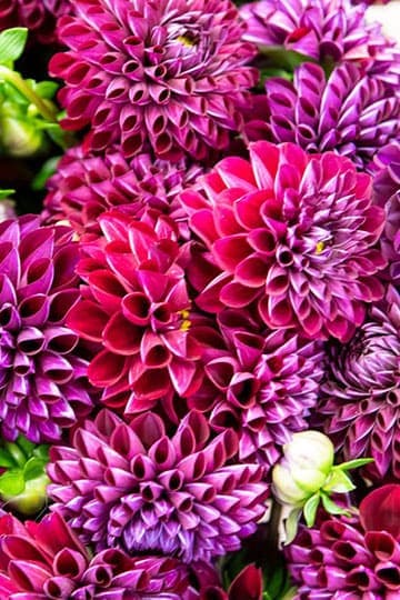 Fleurs violettes, en vente sur le Marché de Rungis