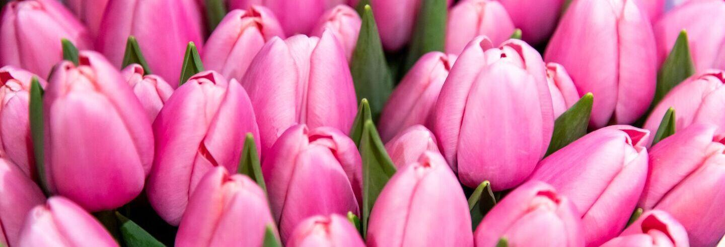Marche_Rungis_fleurs_tulipes_roses (1)