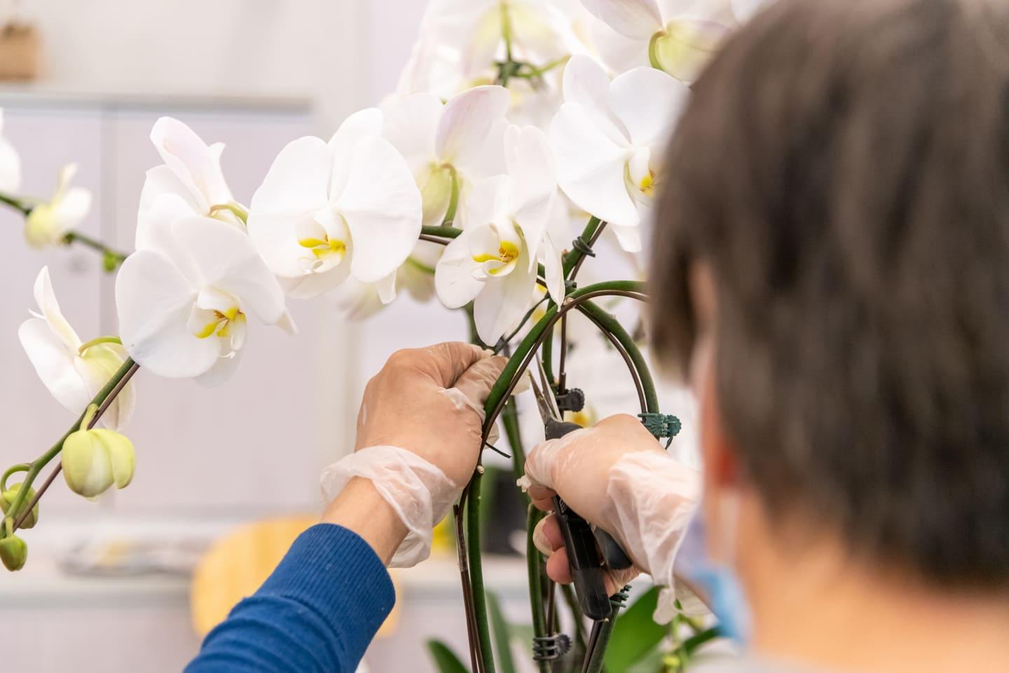 Décoratrice qui arrange ses orchidées au Marché de Rungis