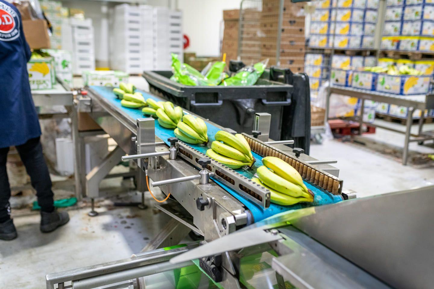 Bananes sur un tapis d'acheminement d'un entrepôt du Marché de Rungis